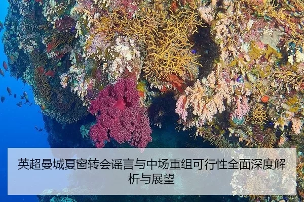 英超曼城夏窗转会谣言与中场重组可行性全面深度解析与展望
